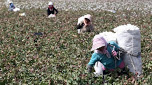 US Firms Must Cut Ties to Xinjiang Due to Extensive Forced Labor, Lack of Due Diligence: Experts