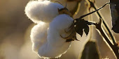 Reports of forced labor are driving brands to abandon Chinese cotton